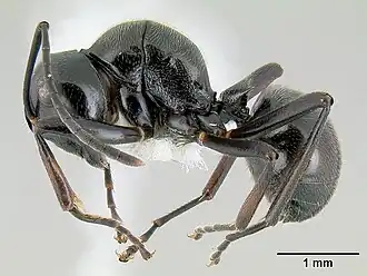 Polyrhachis decumbens