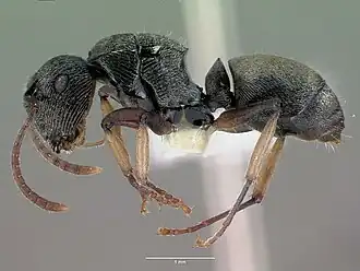 Polyrhachis dohrni