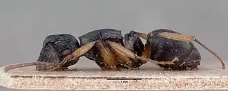 Polyrhachis exarata