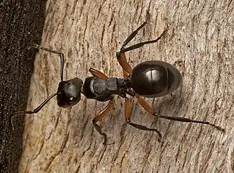 Polyrhachis femorata