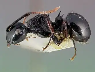 Polyrhachis fissa
