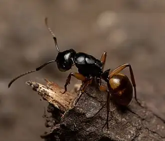 Polyrhachis flavibasis