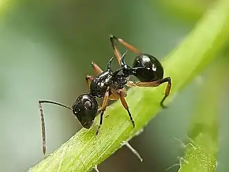 Polyrhachis follicula