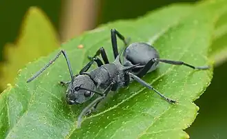 Polyrhachis fortis