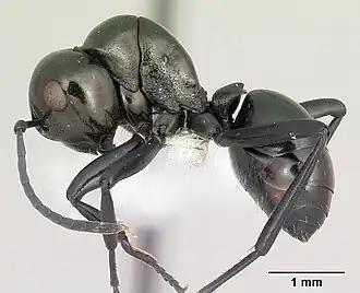Polyrhachis gibba
