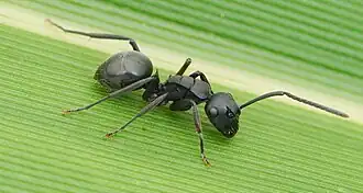 Polyrhachis halidayi