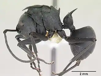 Polyrhachis hastata