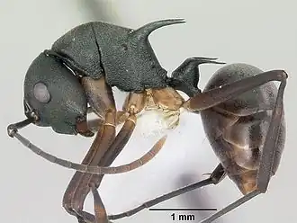 Polyrhachis hippomanes