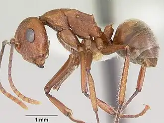 Polyrhachis hispida