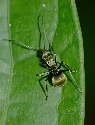 Polyrhachis illaudata