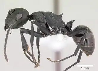 Polyrhachis incognita