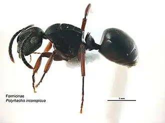 Polyrhachis inconspicua