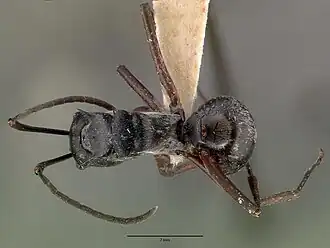 Polyrhachis labella
