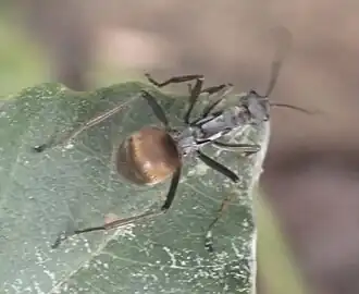 Polyrhachis laboriosa