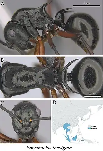 Polyrhachis laevigata
