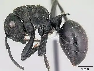 Polyrhachis latispina