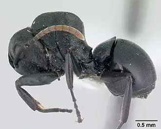 Polyrhachis lestoni