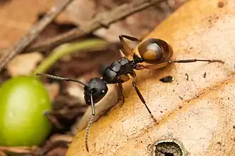 Polyrhachis maculata