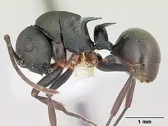 Polyrhachis manni
