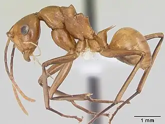 Polyrhachis mellita