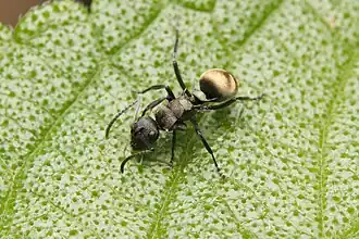 Polyrhachis mjobergi