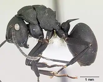 Polyrhachis neglecta