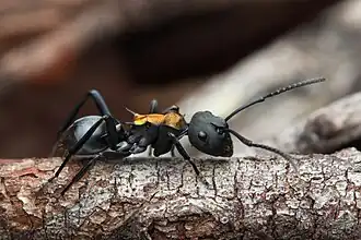 Polyrhachis ornata
