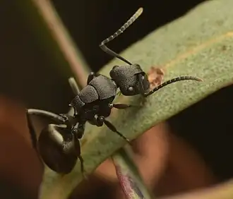 Polyrhachis phryne