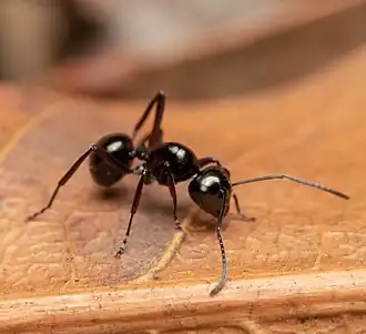 Polyrhachis pilosa