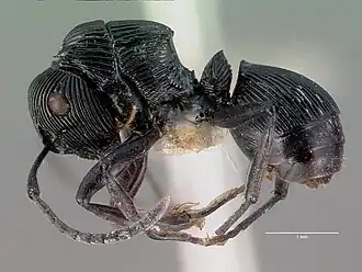Polyrhachis porcata