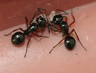 Polyrhachis rastellata