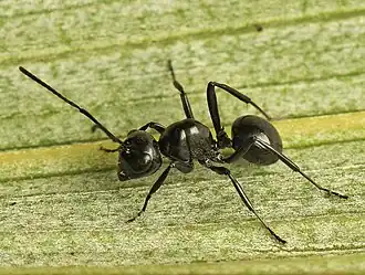 Polyrhachis robsoni