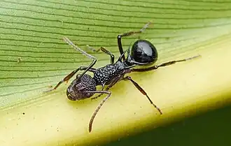 Polyrhachis rufipes