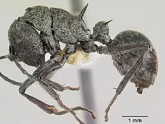 Polyrhachis salebrosa
