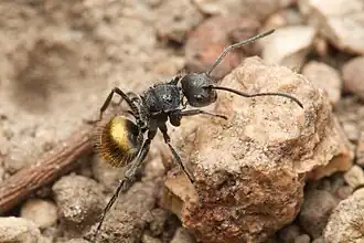 Polyrhachis schoopae
