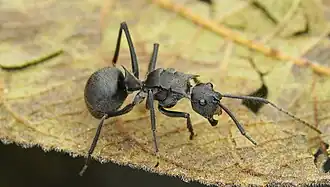Polyrhachis sculpturata