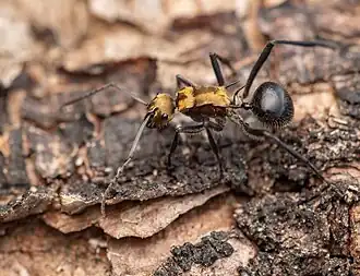 Polyrhachis semiaurata