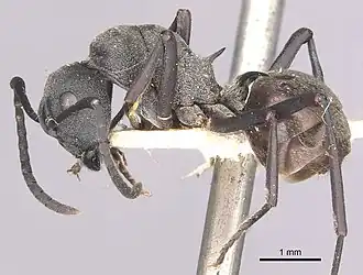 Polyrhachis sophocles