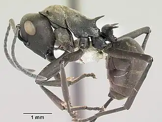 Polyrhachis storki