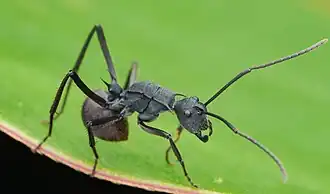 Polyrhachis striata