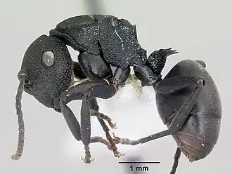 Polyrhachis sulawesiensis