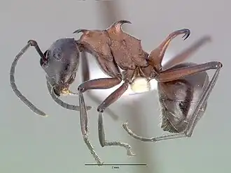 Polyrhachis taylori