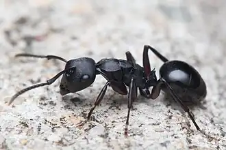 Polyrhachis templi