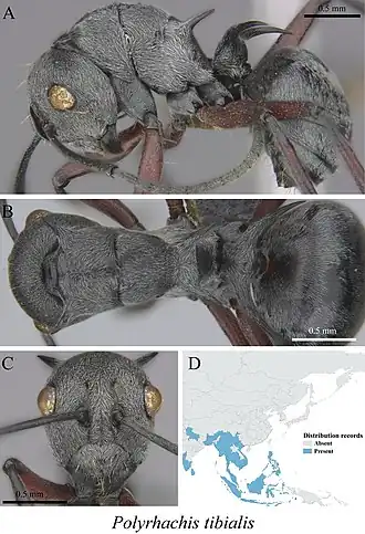 Polyrhachis tibialis