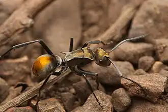Polyrhachis trapezoidea