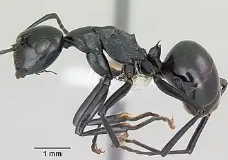 Polyrhachis trispinosa