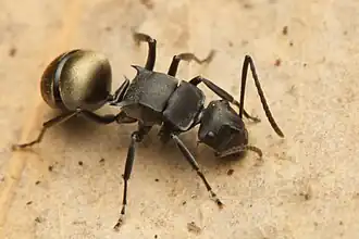 Polyrhachis tubifera