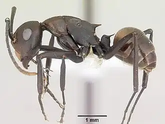 Polyrhachis unicuspis