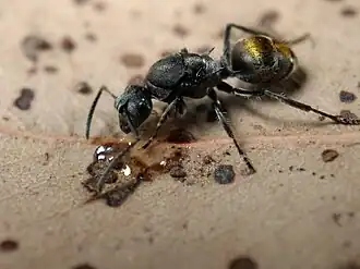 Polyrhachis vermiculosa