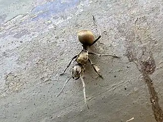 Polyrhachis vigilans